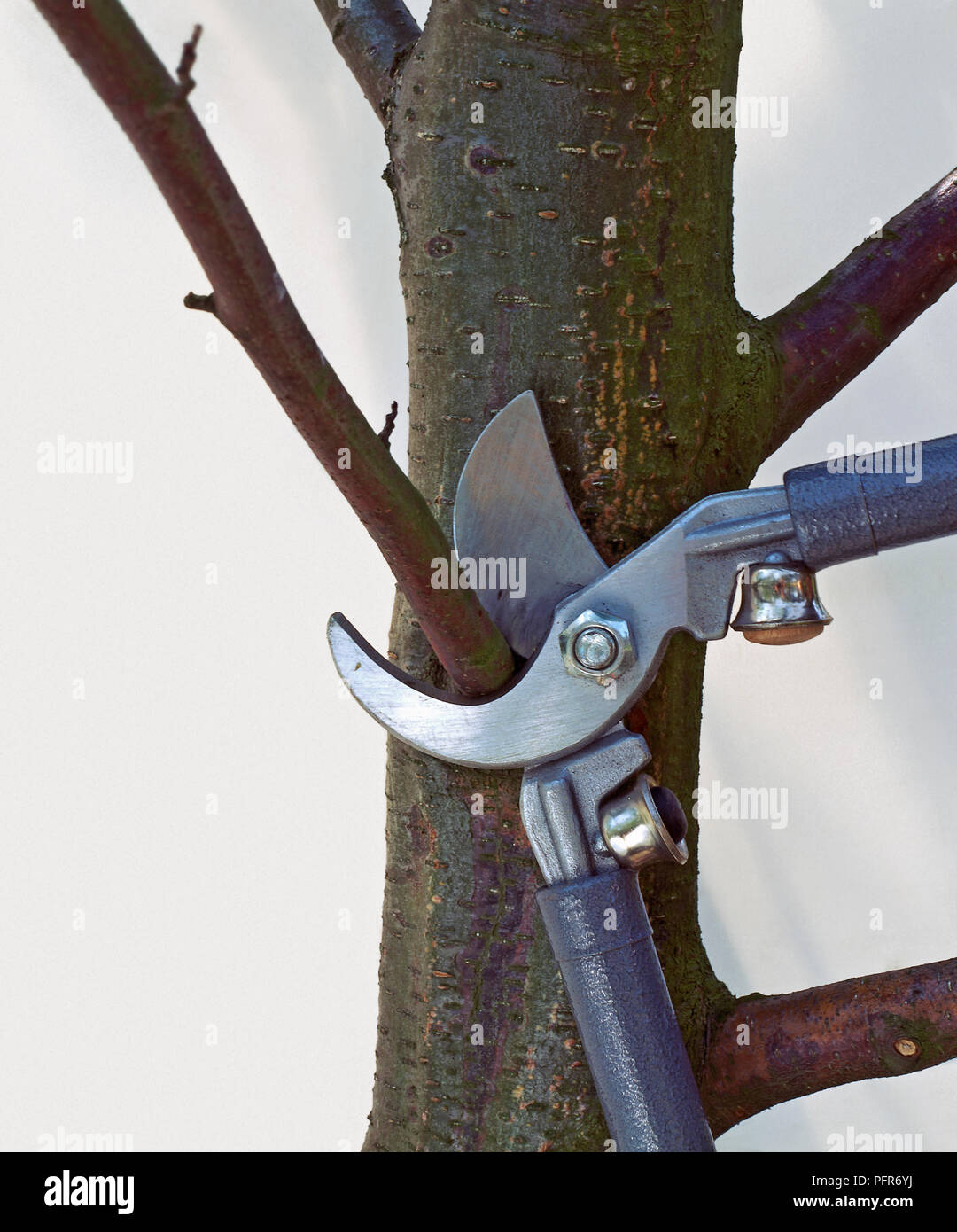 Preparing to remove thin branch from tree trunk using loppers Stock Photo