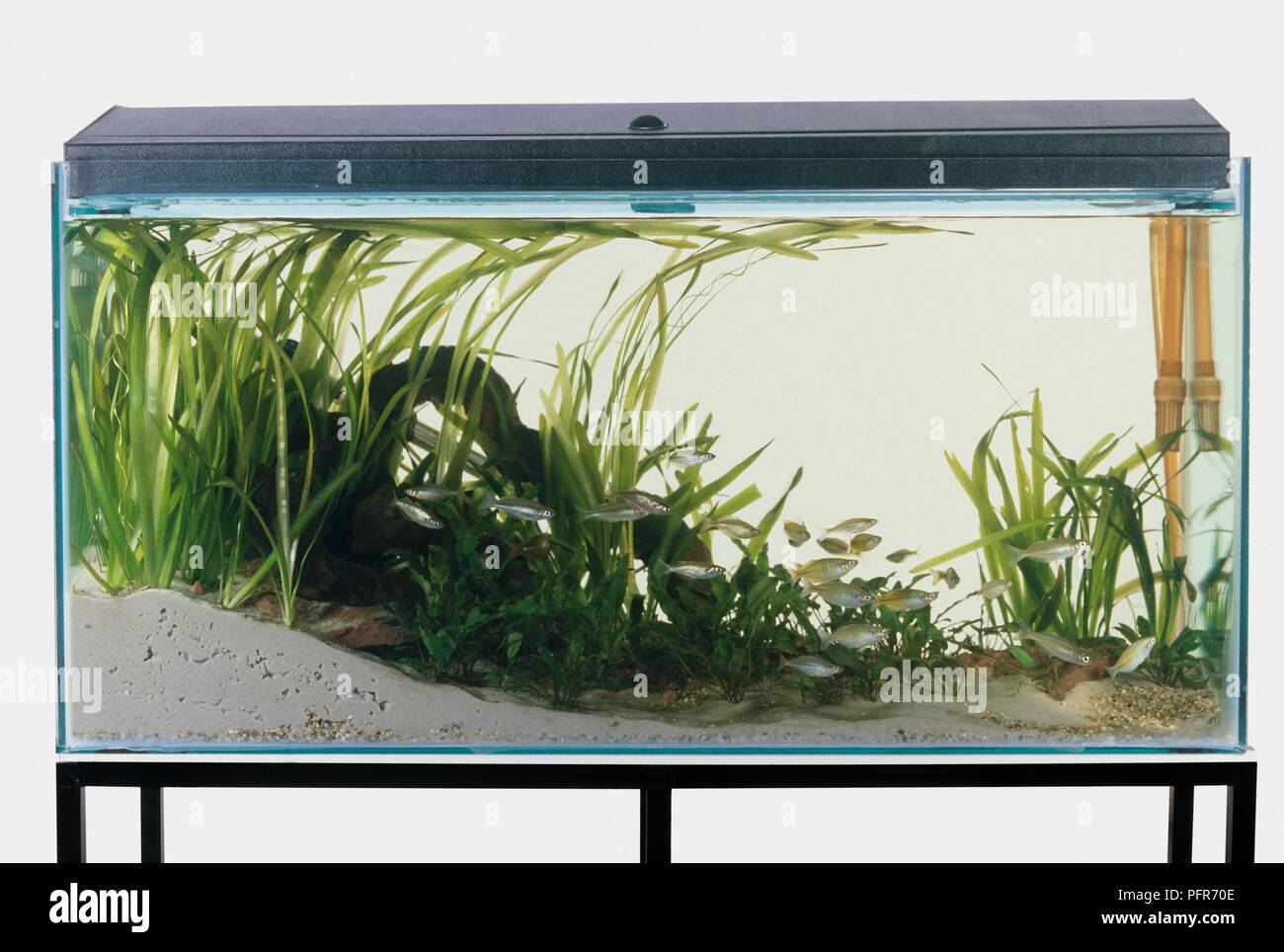 Aquarium tank filled with plants and tropical fish Stock Photo