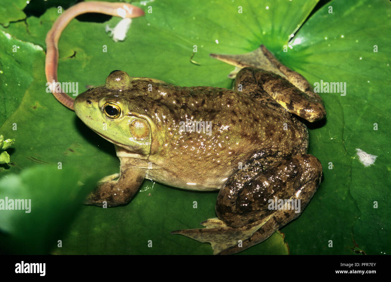 Bullfrog (Rana catesbeianus) or (Lithobates catesbeianus) eating an earthworm in a swamp in SW Idaho Stock Photo