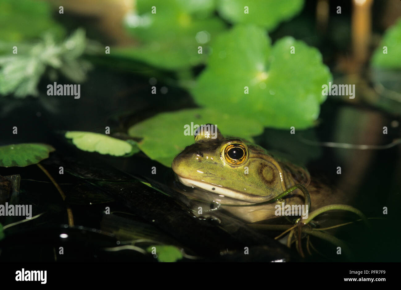 Bullfrog (Rana catesbeianus) or (Lithobates catesbeianus) in a swamp in SW Idaho Stock Photo