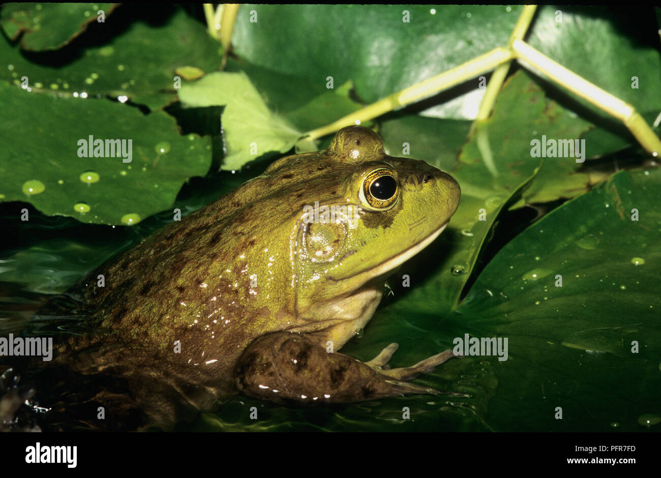 Bullfrog (Rana catesbeianus) or (Lithobates catesbeianus) in a swamp in SW Idaho Stock Photo