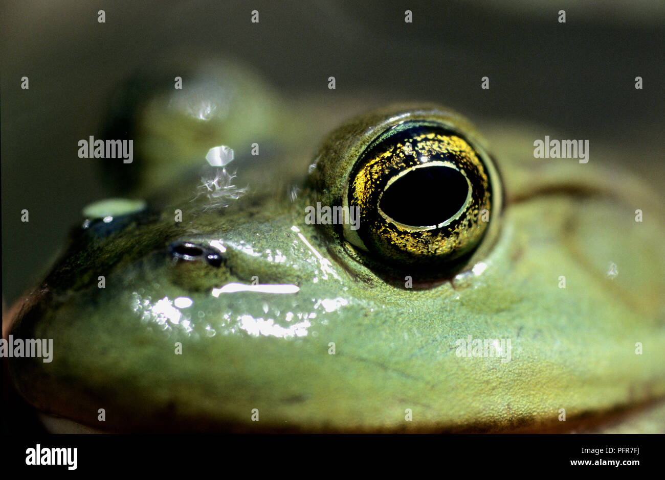 Bullfrog (Rana catesbeianus) or (Lithobates catesbeianus) in a swamp in SW Idaho Stock Photo