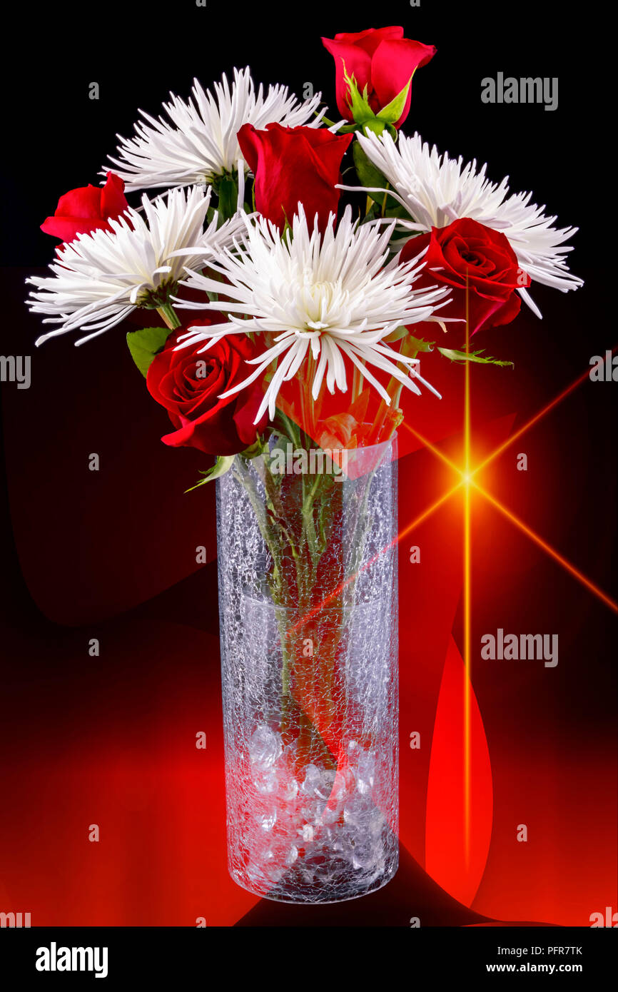 Red Rose & White Spider Mum arrangement with a black & red background with a yellow star Stock Photo