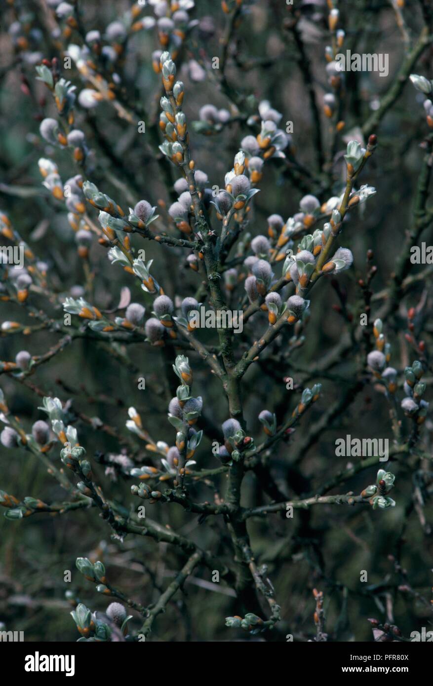 Catkins from Salix helvetica (Swiss willow), close-up Stock Photo