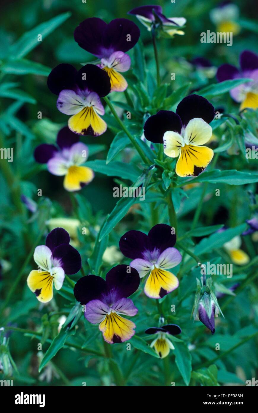 Leaves and multi-coloured flowers from Viola tricolor (Wild pansy), close-up Stock Photo