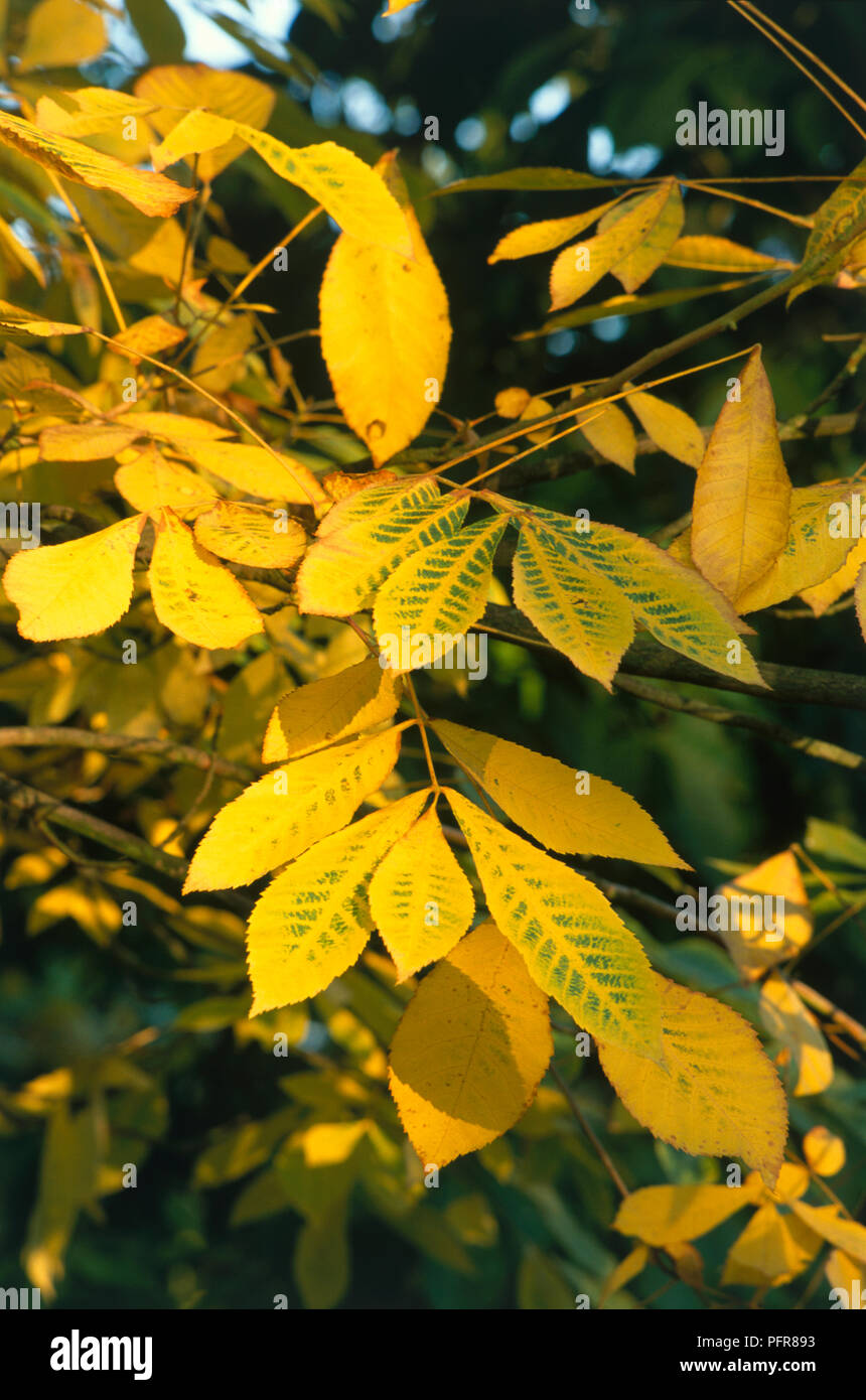 Bitternut hickory carya cordiformis leaf hires stock photography and