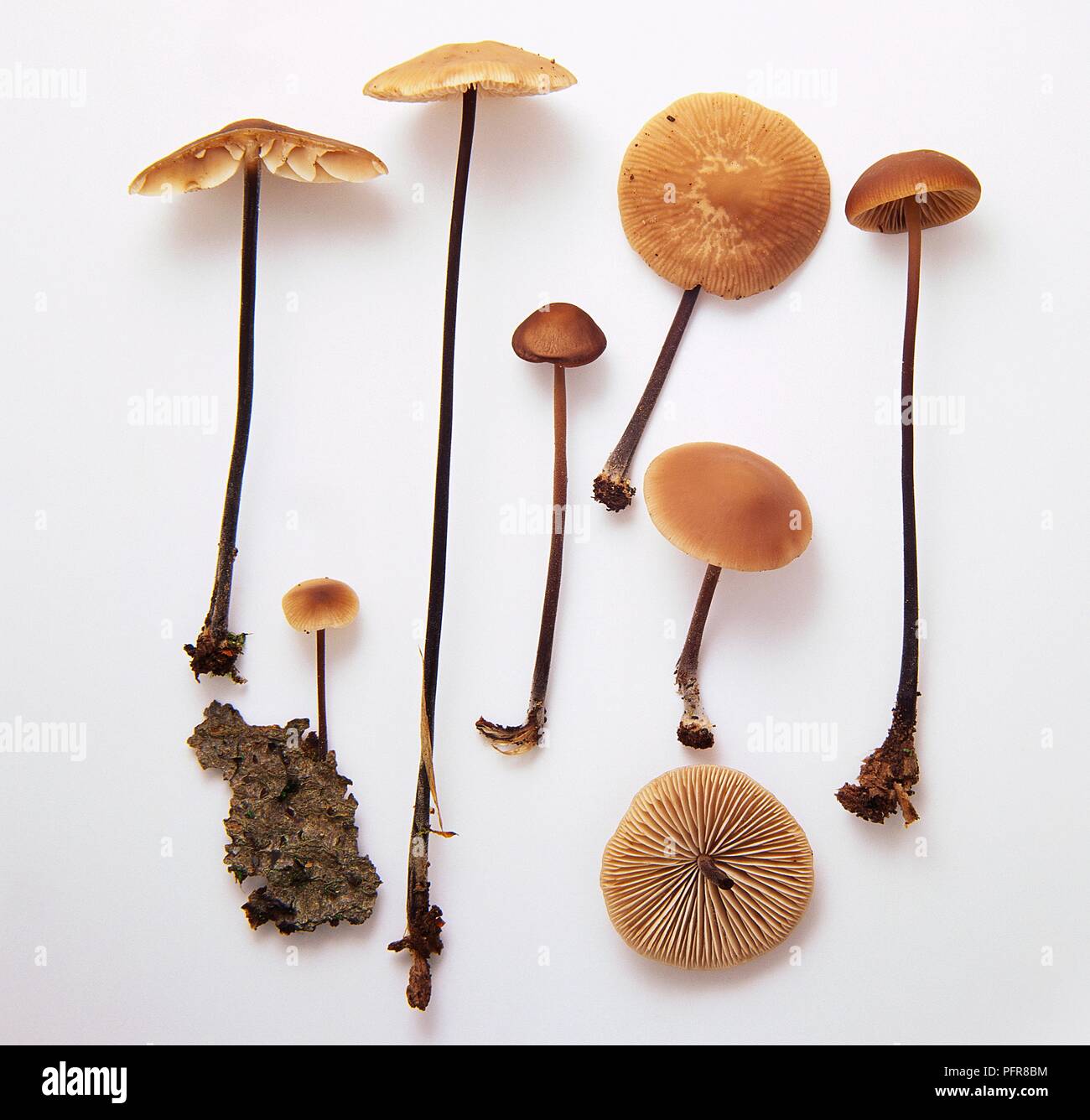 Examples of Marasmius alliaceus (Wood garlic mummy-cap, Garlic parachute) mushroom Stock Photo