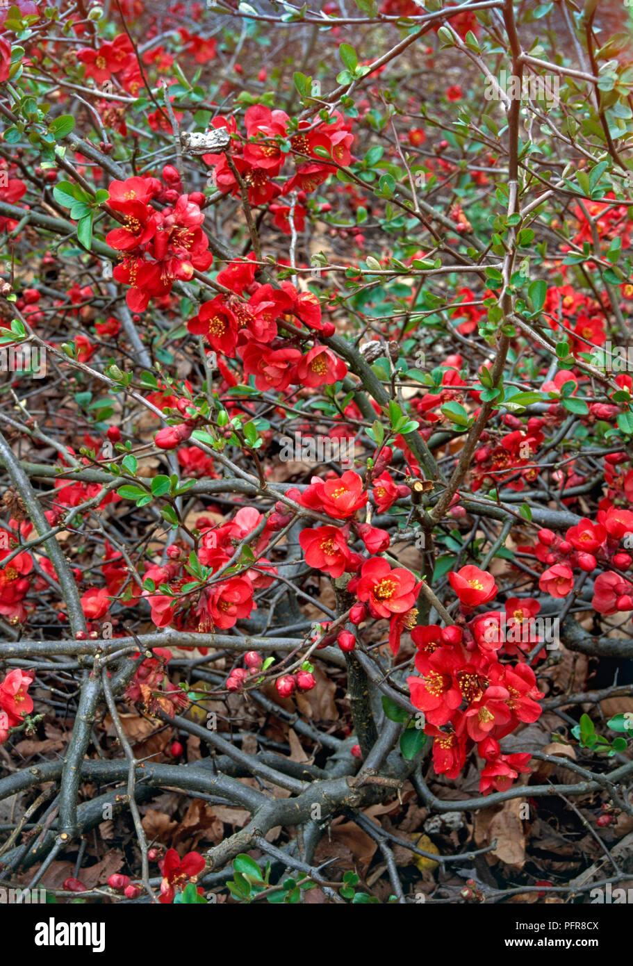 Red flowers and green leaves on branches of Chaenomeles x superba 'Crimson and Gold' Stock Photo