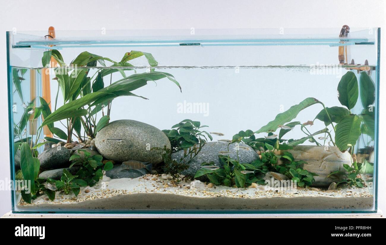 Aquatic plants, stones, gravel and pump in fish tank Stock Photo