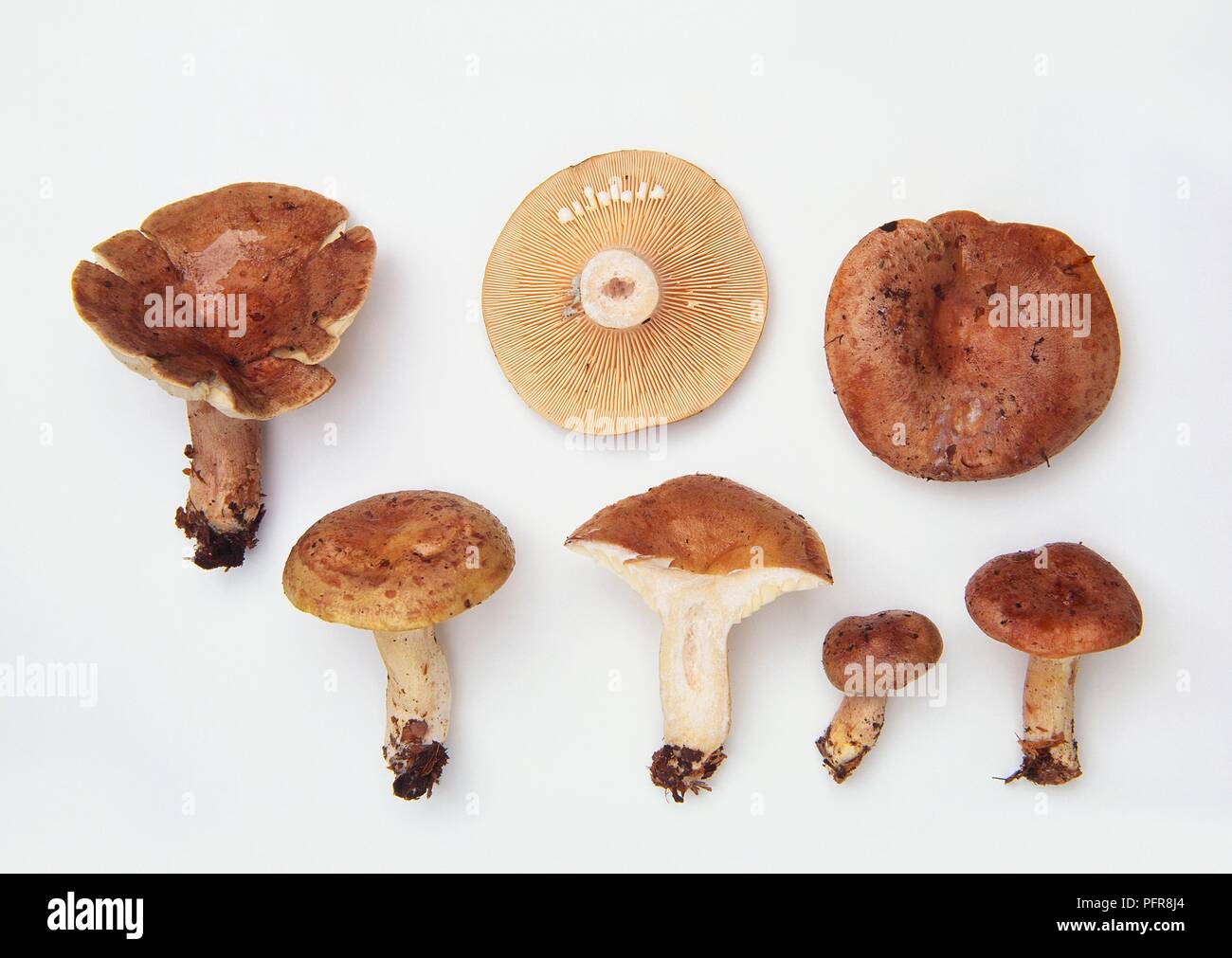 Examples of Lactarius blennius (Slimy milkcap, Beech milkcap) mushroom Stock Photo