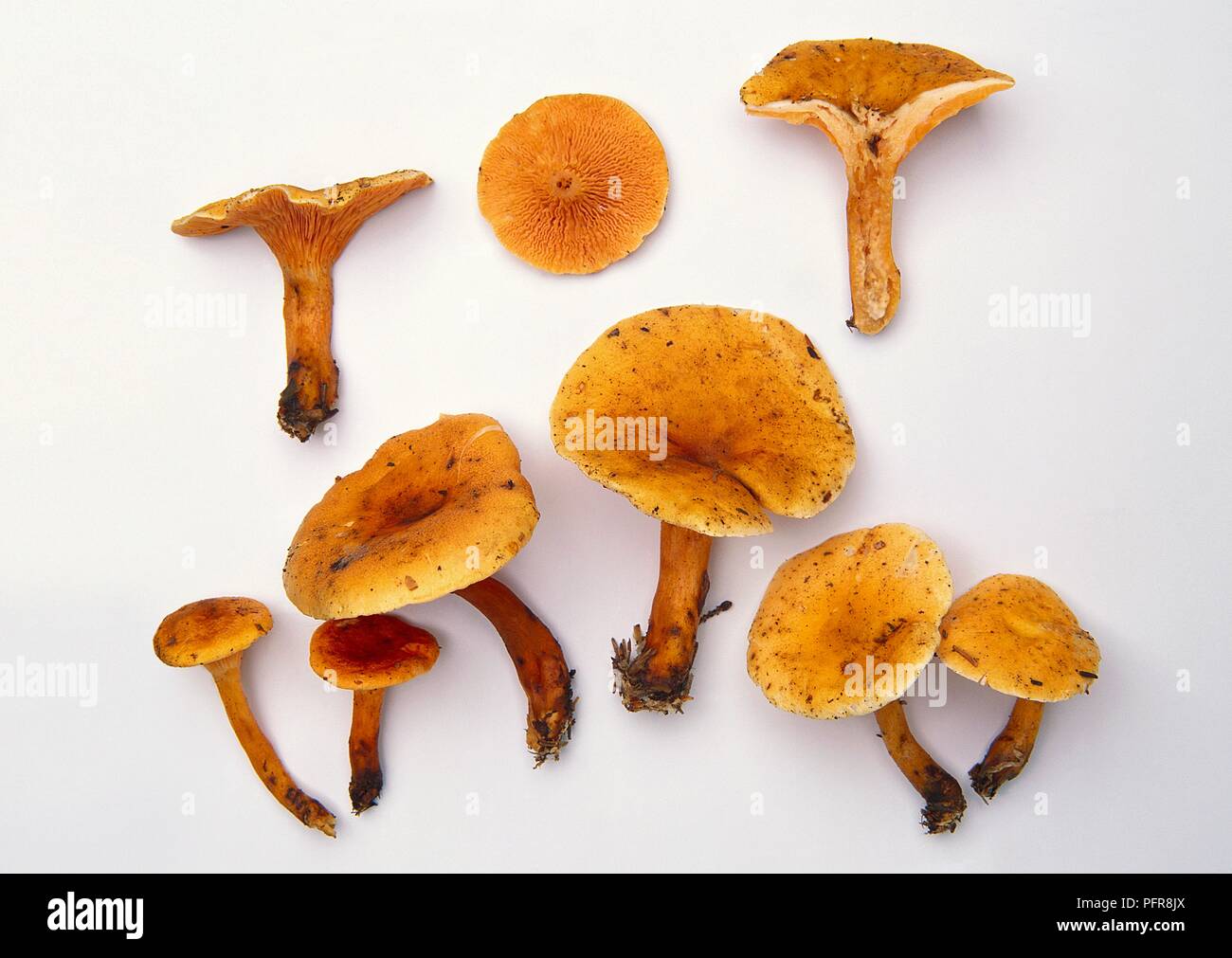 Examples of Hygrophoropsis aurantiaca (False chanterelle) mushroom