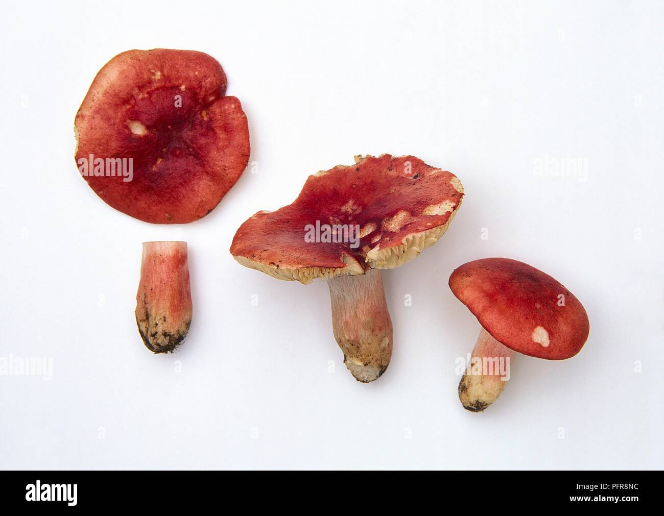 Russula sanguinea (Rosy brittlegill, Bloody brittlegill) mushrooms Stock Photo