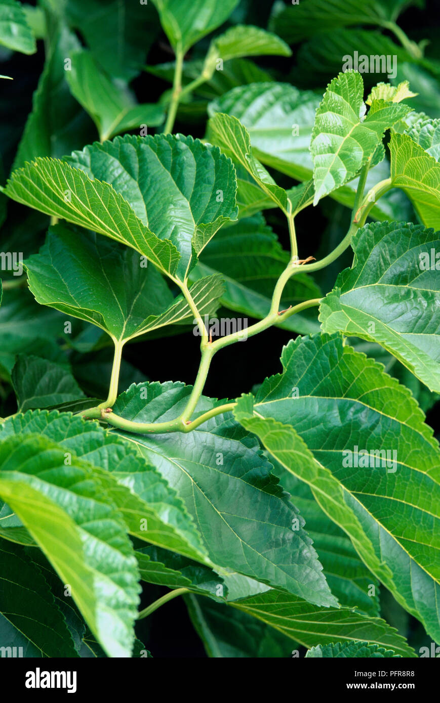 Morus australis (Unryu Mulberry), green leaves, close-up Stock Photo