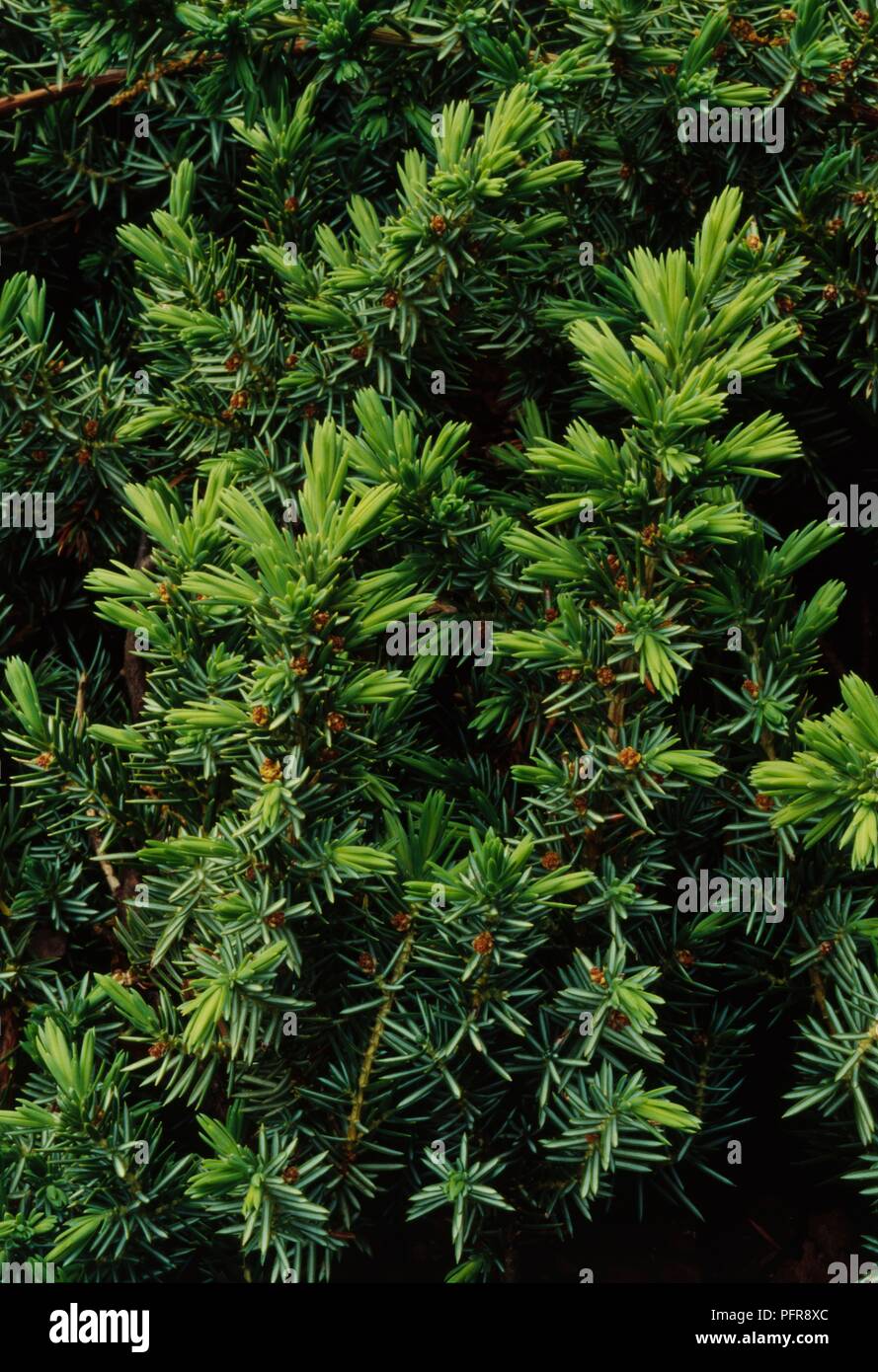 Leaves of Juniperus conferta 'Blue Pacific' (Shore juniper), close-up Stock Photo