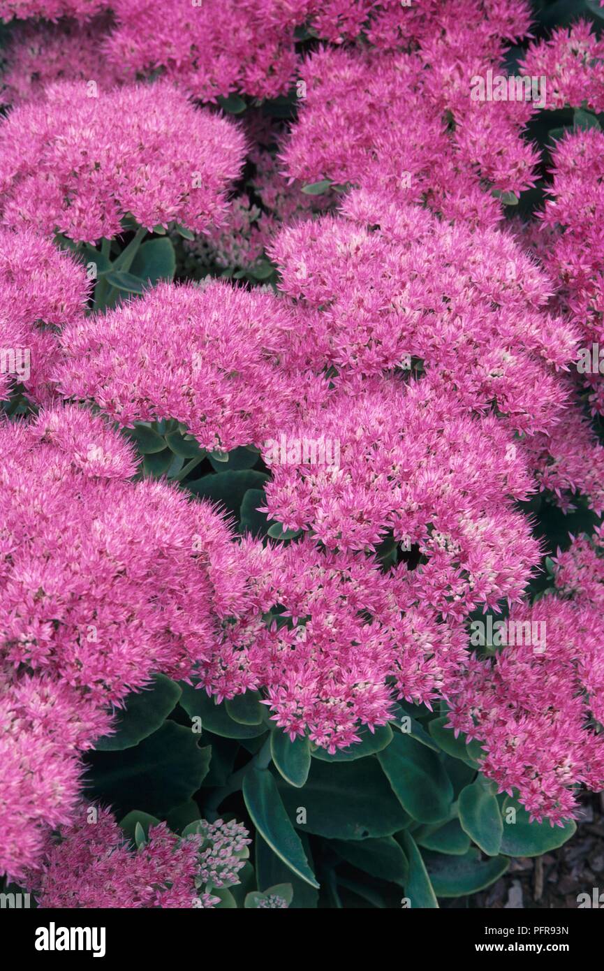 Sedum spectabile 'Brilliant' (Ice Plant), a perennial with abundance of tiny pink flowers, and green leaves Stock Photo