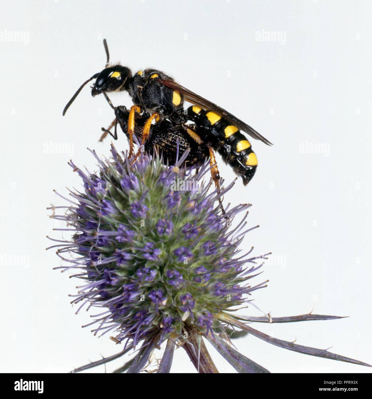 Weevil wasp (Cerceris sp.) attacking weevil on flower, close-up Stock Photo