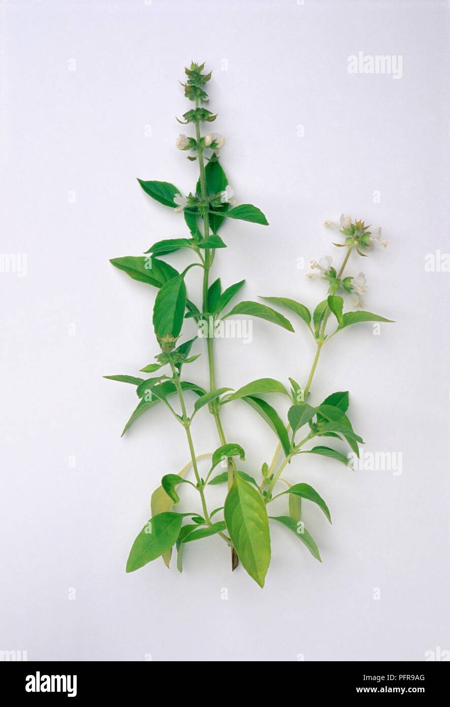Ocimum basilicum var. citriodorum (Lemon Basil, Indonesian Kemangie), with white flowers and green leaves on long stems Stock Photo