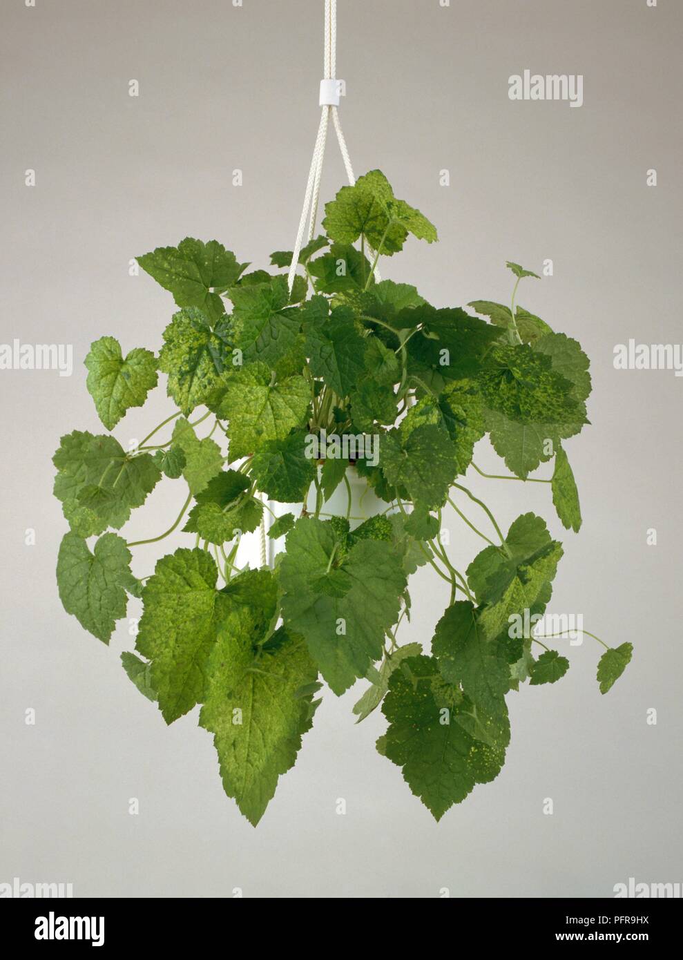 Tolmiea menziesii (Piggyback Plant) shwing heart-shaped leaves in hanging pot Stock Photo