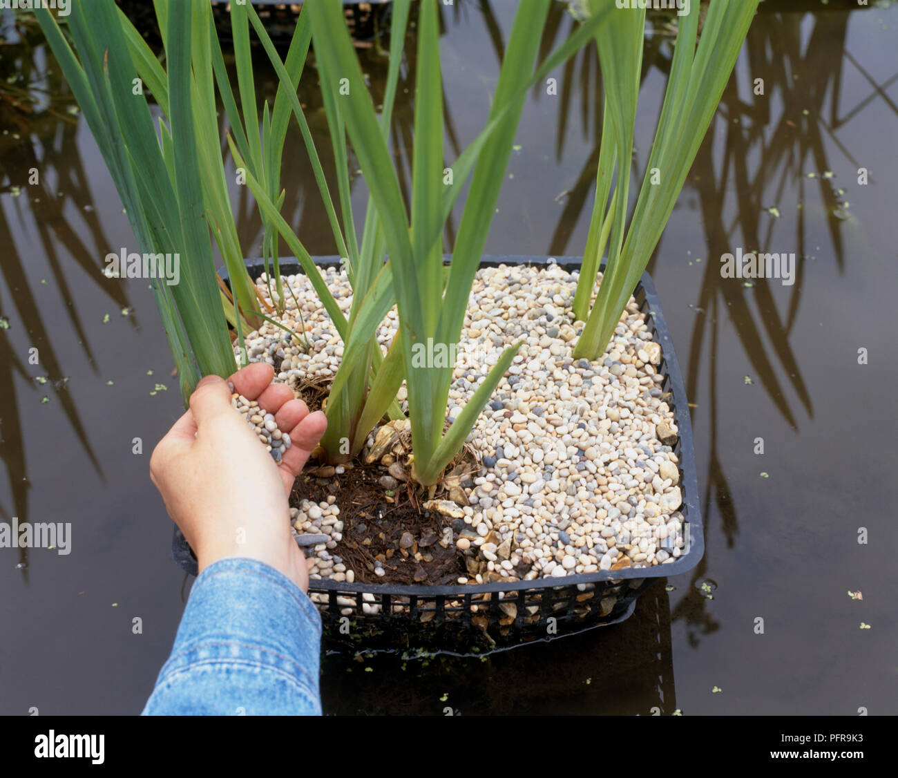 Using hand to put gravel in plant basket in pond to stabilise i water Stock Photo