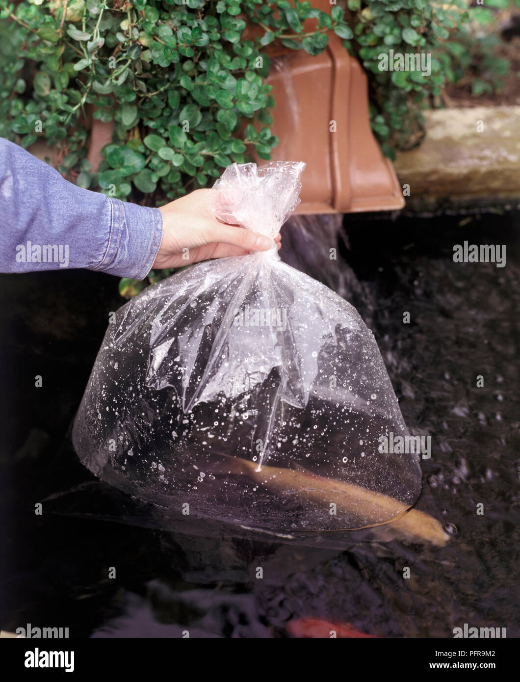 Fish in clear plastic bag, being held in water until temperature in bag