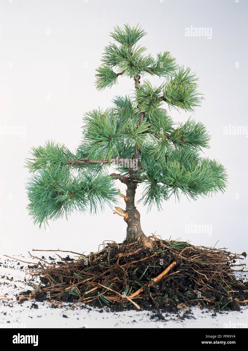 Wired Pinus Parviflora (Japanese White Pine) bonsai tree Stock Photo
