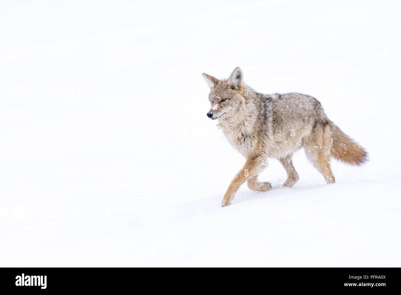Coyote (Canis latrans) traveling through the snowy landscape of Yellowstone National Park, Wyoming, USA. Stock Photo