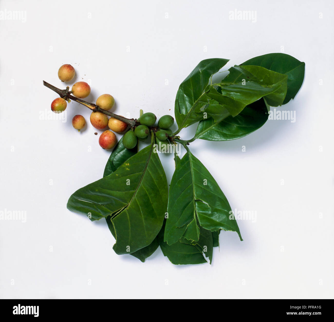 Coffea arabica (Coffee) yellow and red ripe, and green unripe fruit, and leaves on stem cutting Stock Photo