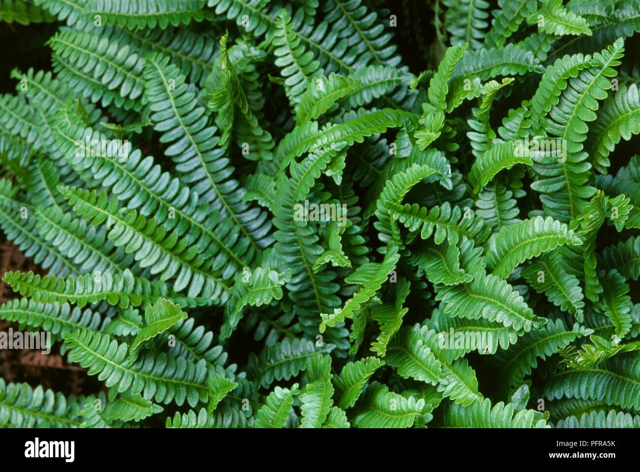 Blechnum penna-marina, an evergreen perennial fern with glossy green pinnate fronds Stock Photo
