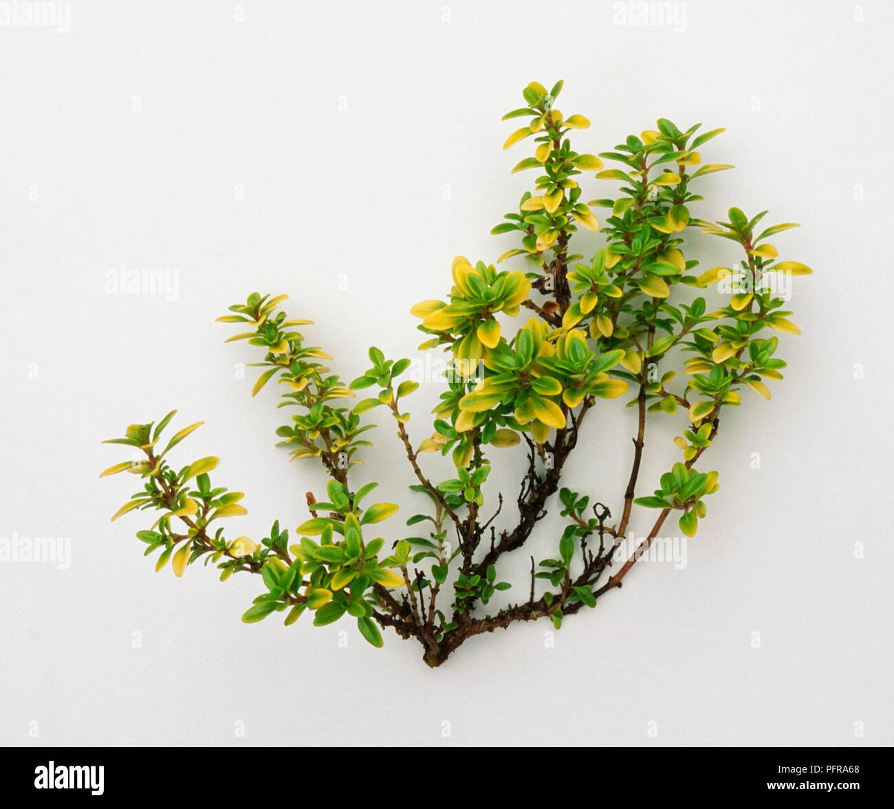 Thymus x citriodorus 'Bertram Anderson' with green and yellow leaves on stem cutting Stock Photo