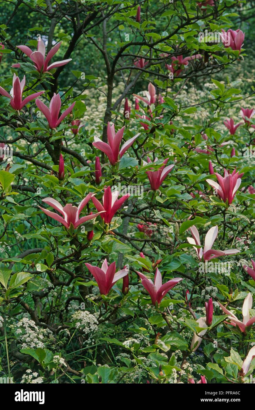 Magnolia liliflora (Lily-flowered Magnolia), a deciduous shrub with white, purple-flushed flowers and green leaves Stock Photo
