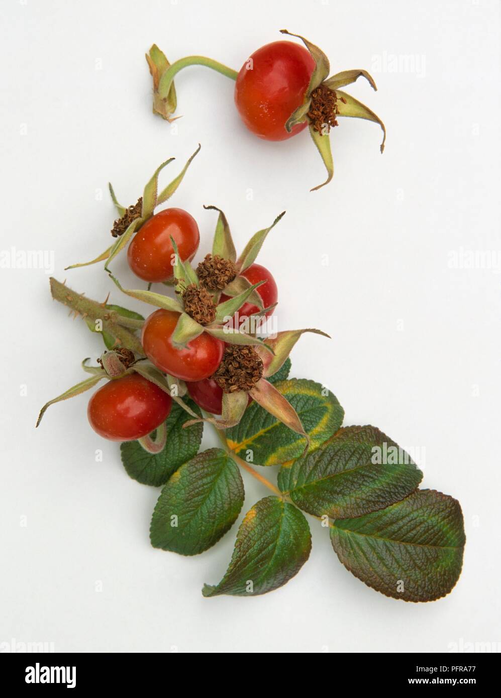 Rosa Rugosa Japanese Rose Ramanas Rose Red Rose Hips Showing Sepals And Green Leaves Stock Photo Alamy