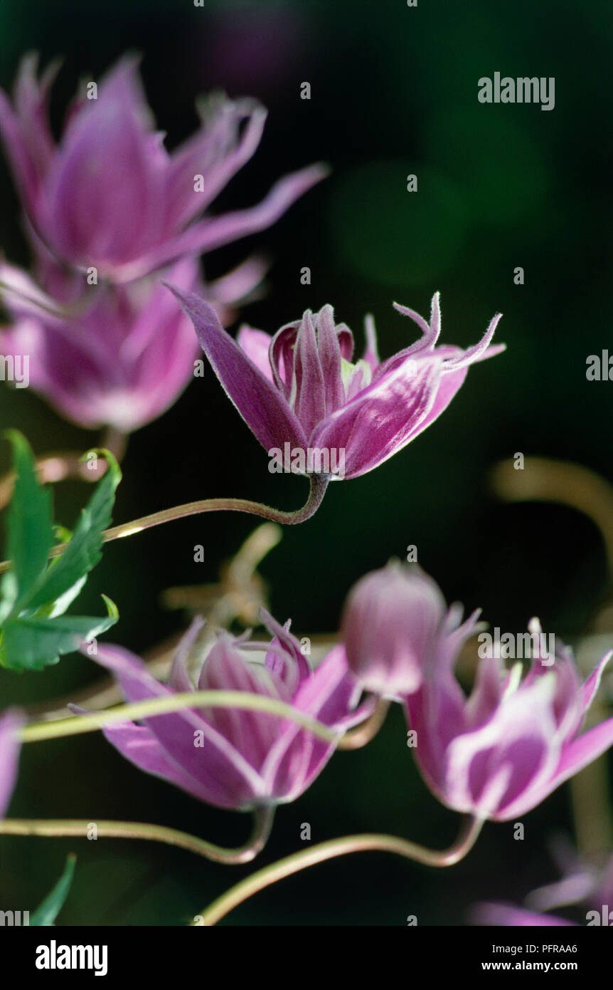 Deep pink Clematis macropetala flowers with long anthers on thin stems, close-up Stock Photo