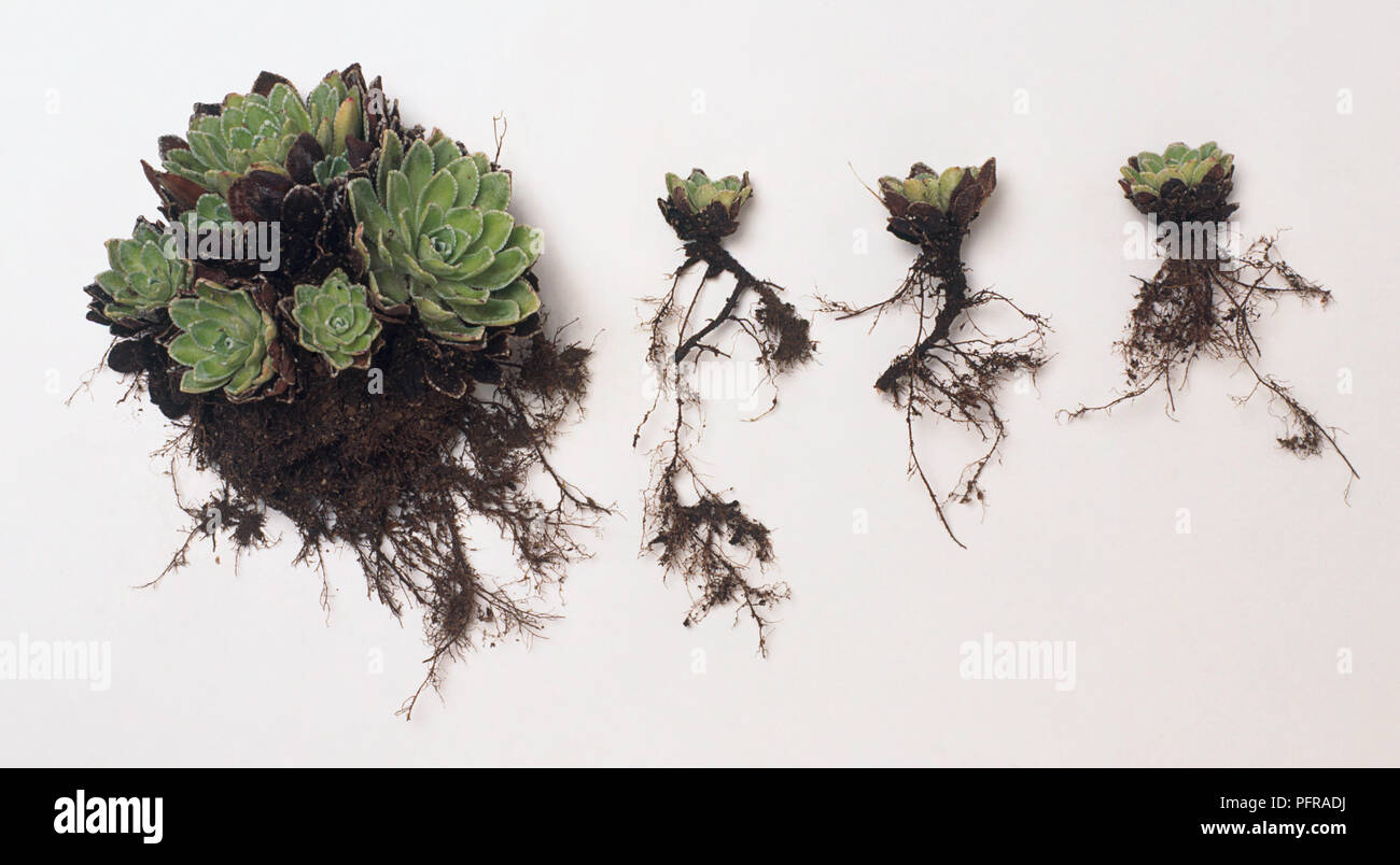 Dividing roots hi-res stock photography and images - Alamy