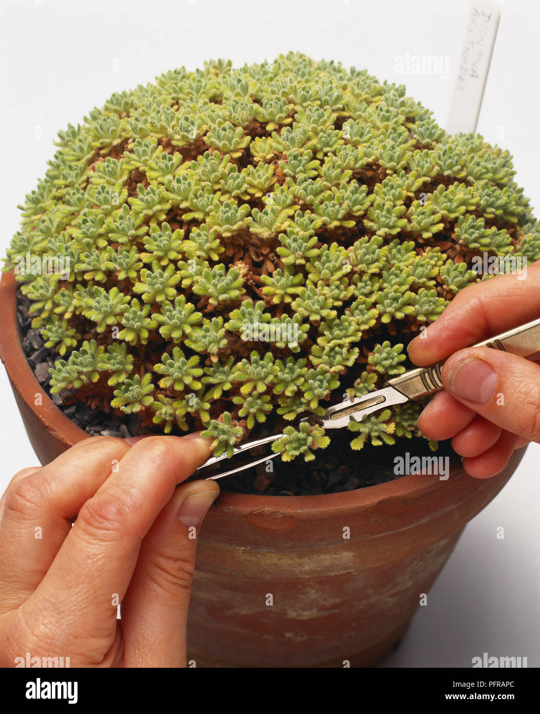 Using tweezers to steady and a scalpel to remove a Dionysia aretioides rosette 5-10mm below the shoot tip, close-up Stock Photo