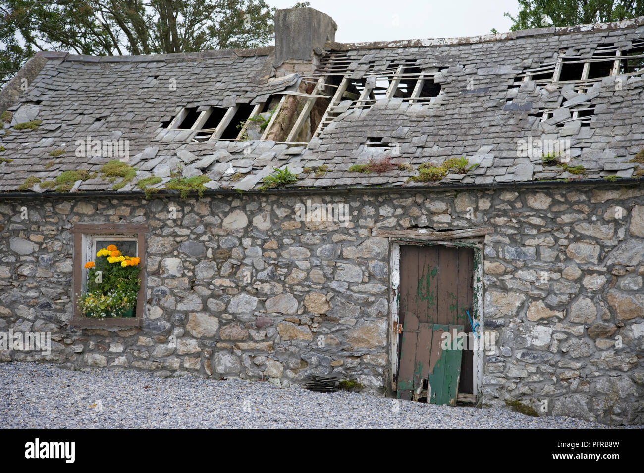 Republic of Ireland, County Tipperary, Terryglass, remains of rural cottage near Portumna showing badly damaged slate roof Stock Photo