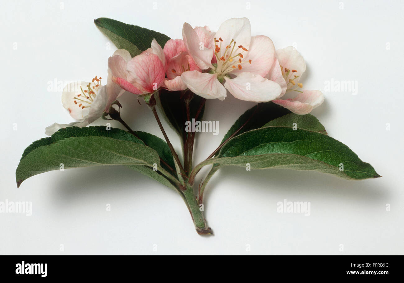 Malus hybrids 'Butterball' (Crab Apple hybrid) with pinky-white flowers with pink stamen and green leaves on stem cutting Stock Photo