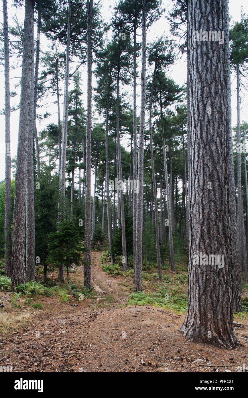 Corsica, Foret d'Aitone, forest of Pinus laricio (Corsican pines) Stock Photo