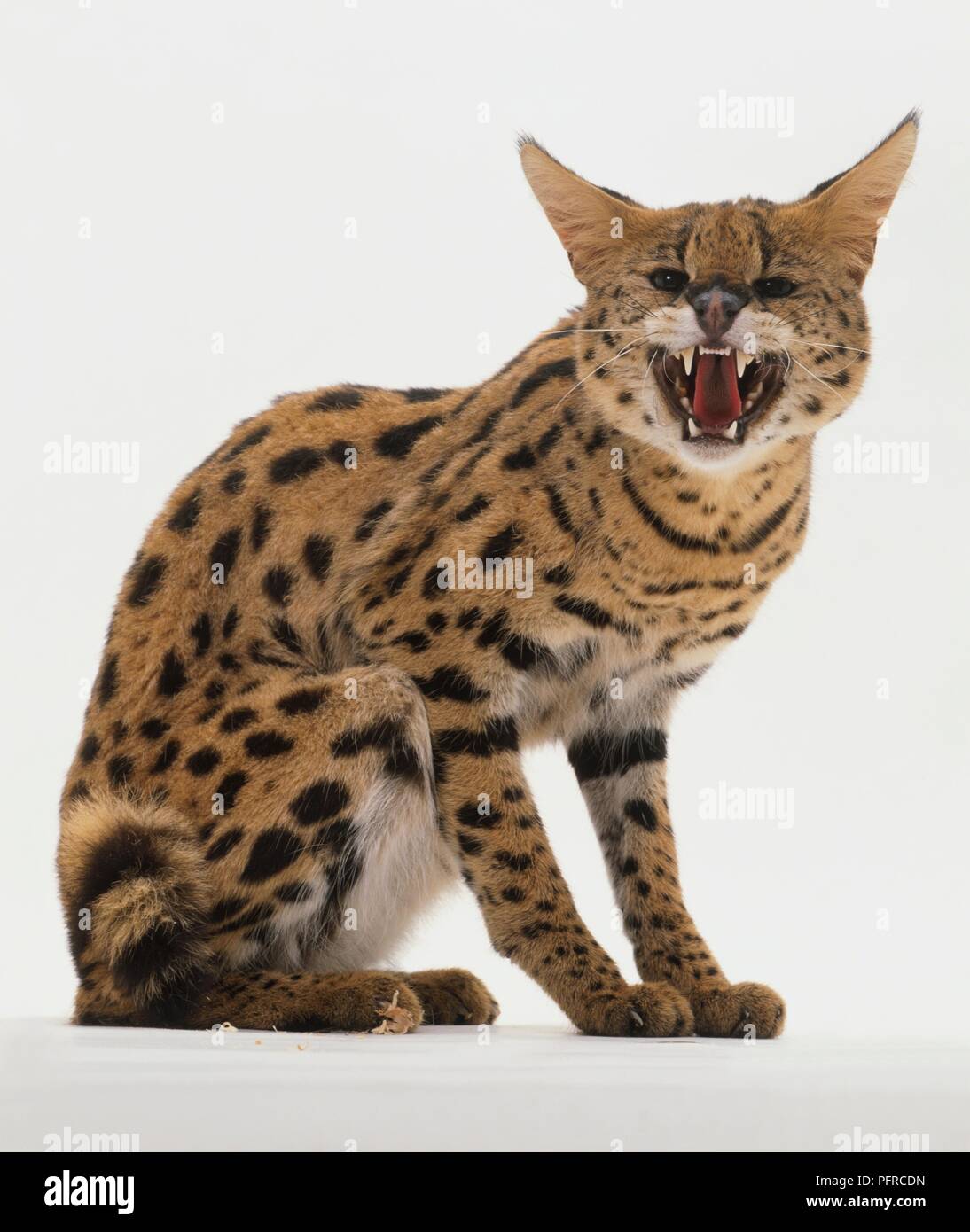 Wildcat hissing hires stock photography and images Alamy
