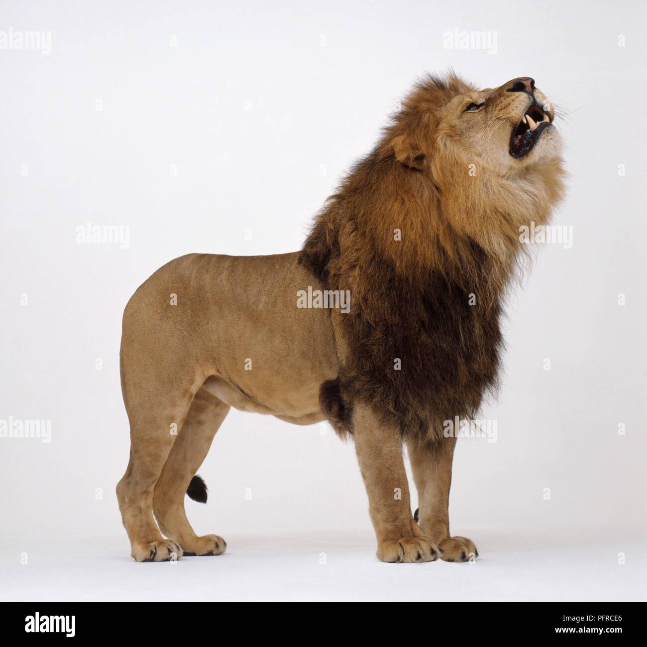 Lion (Panthera leo) roaring, looking up Stock Photo Alamy