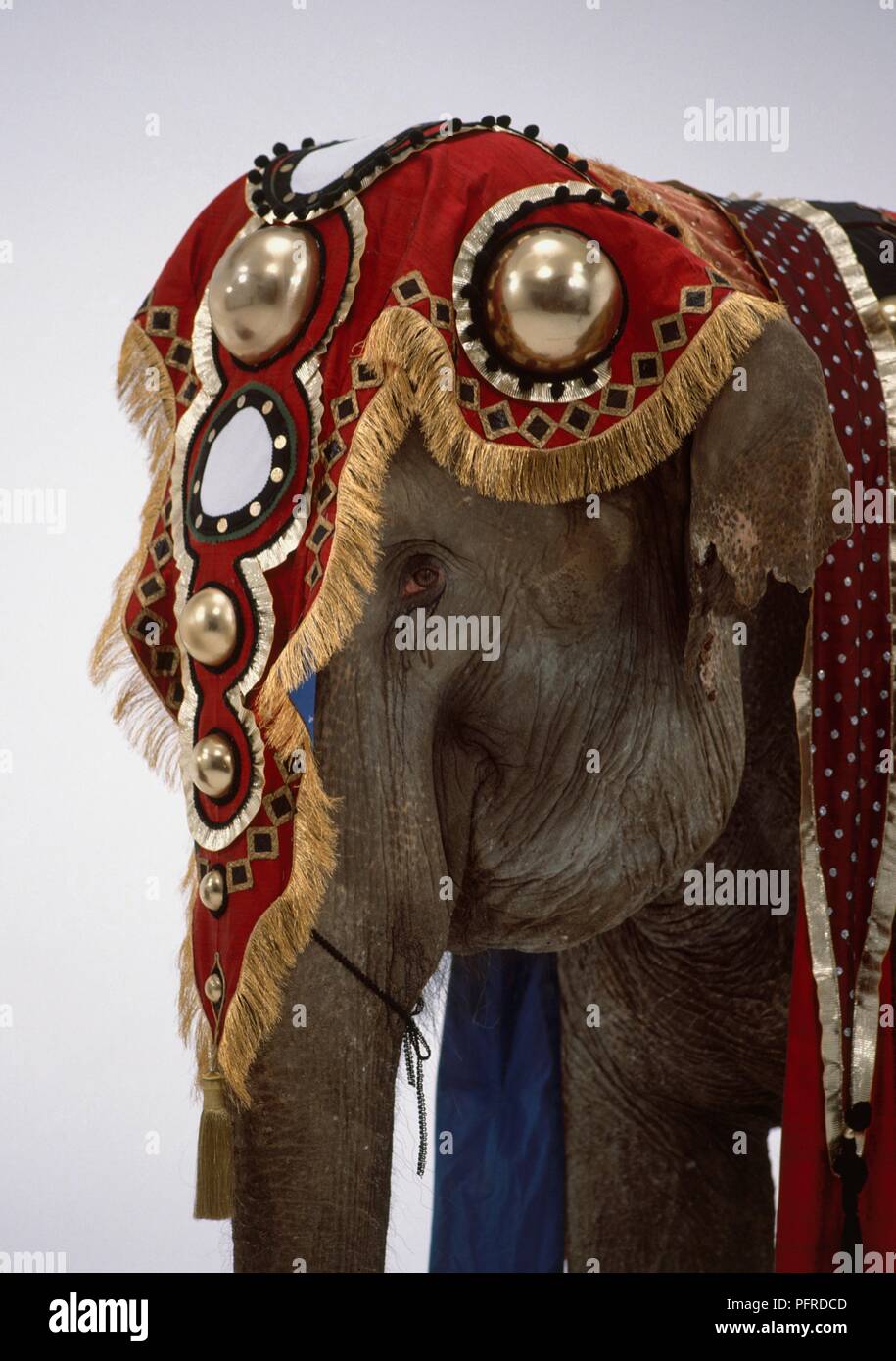 Elephant wearing ornate headdress, profile Stock Photo