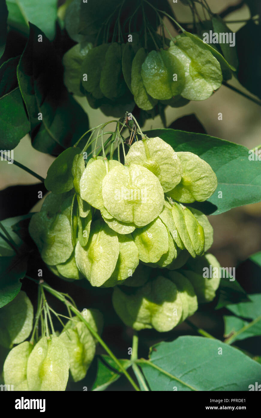 Ptelea trifoliata (Hoptree) fruit, close-up Stock Photo