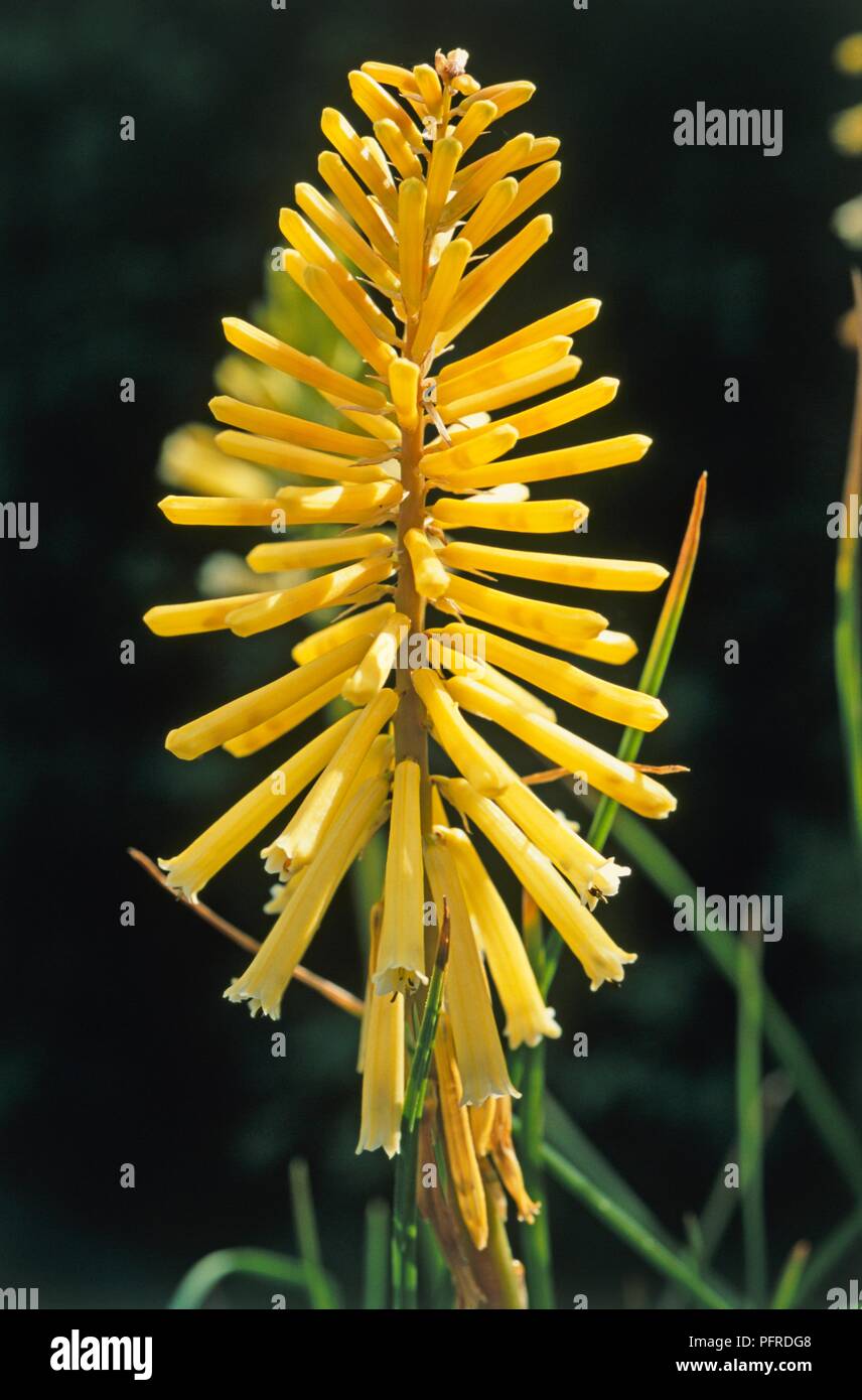 Kniphofia 'Brimstone' Bloom (Torch lily), yellow flowers, close-up Stock Photo
