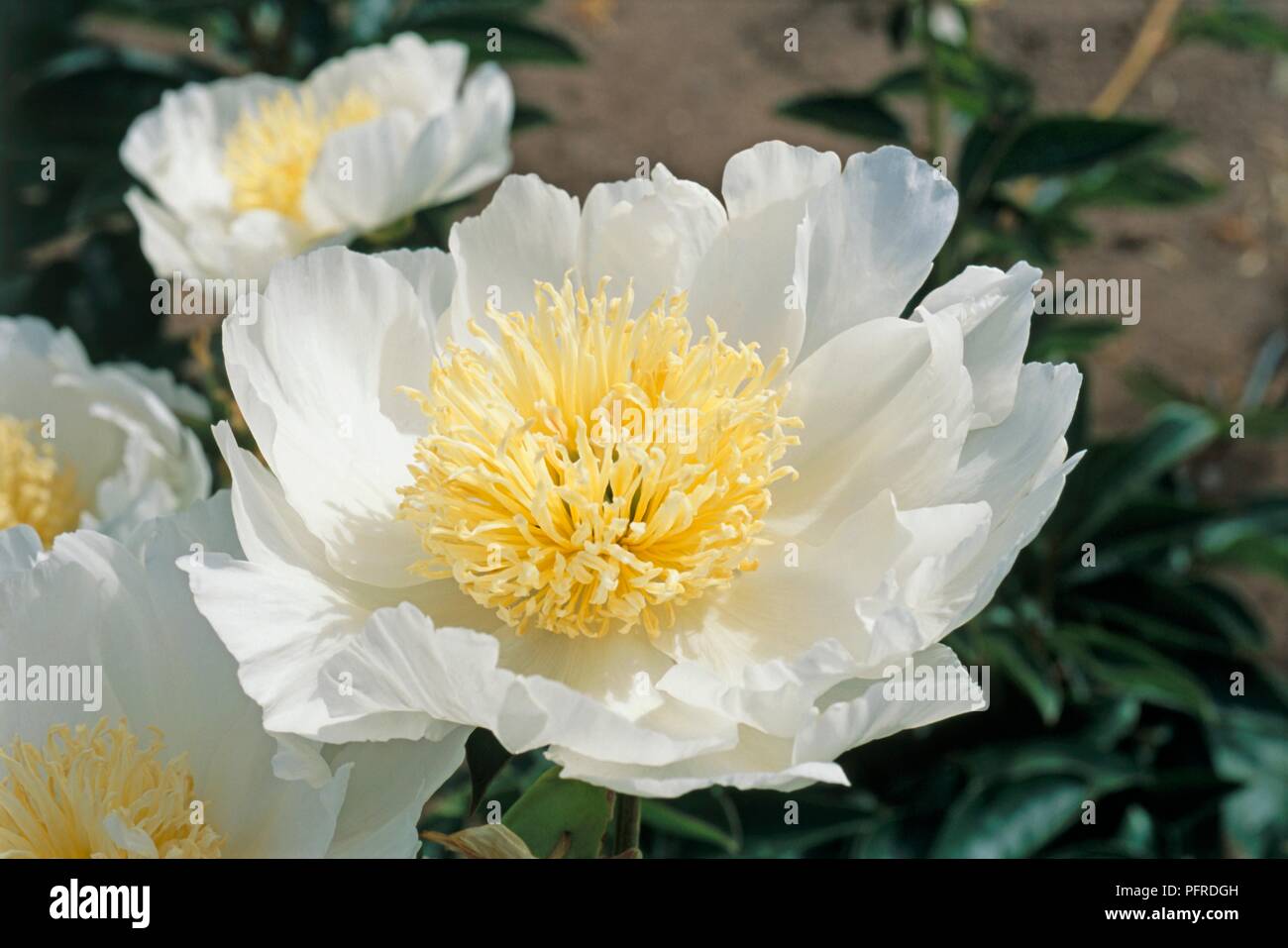 Paeonia Miss America