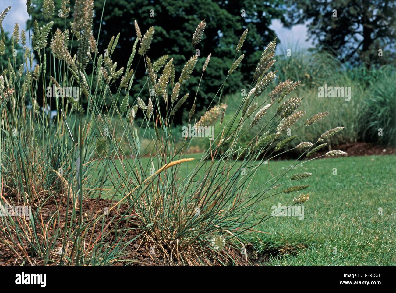 Koeleria glauca, a type of grass in a garden environment Stock Photo