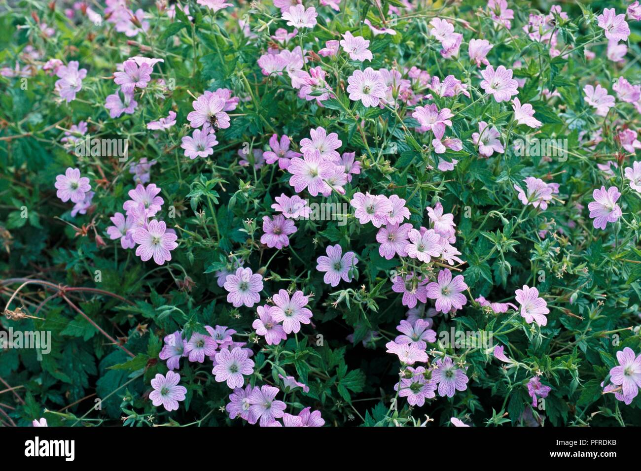 Geranium x oxonianum 'Hollywood', leaves and purple flowers Stock Photo