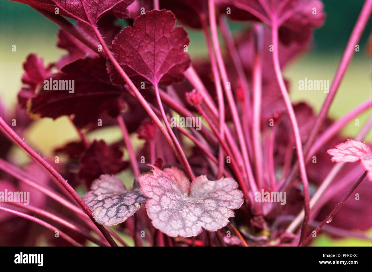 Heuchera 'Plum Pudding', red leaves, close-up Stock Photo