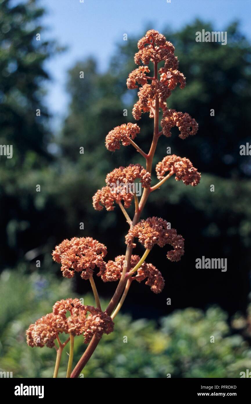 Rodgersia aesculifolia 'Irish Bronze', flowerhead Stock Photo