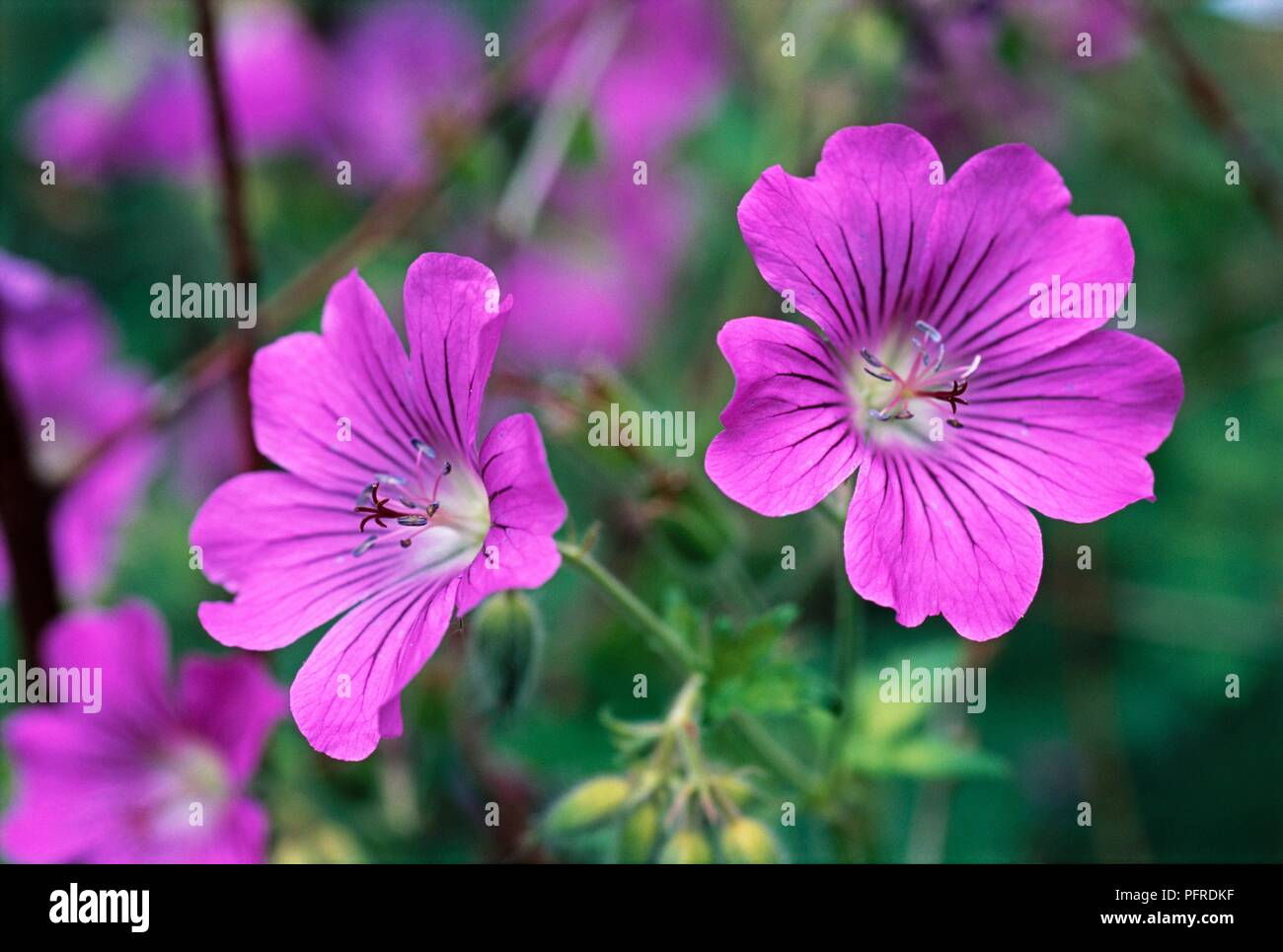 Geranium 'Sirak', bright purple flowers, close-up Stock Photo