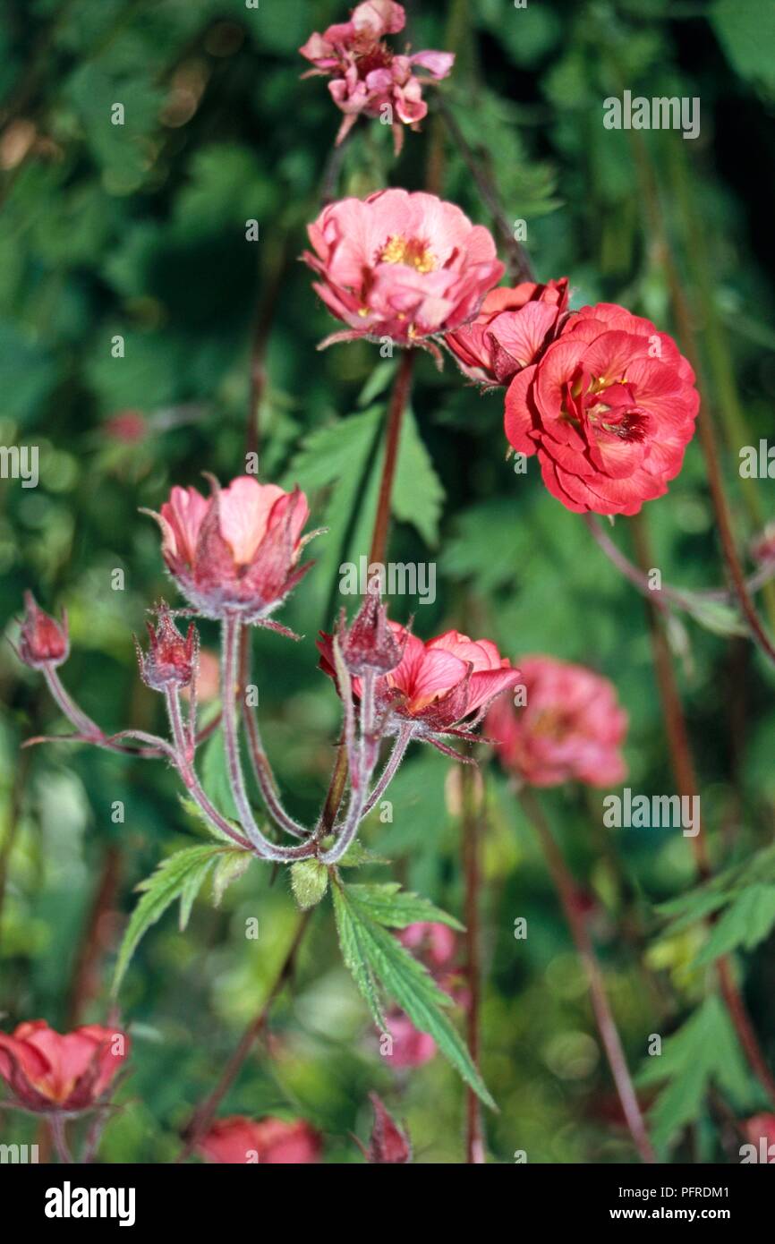 Geum rivale leonards variety hi-res stock photography and images - Alamy