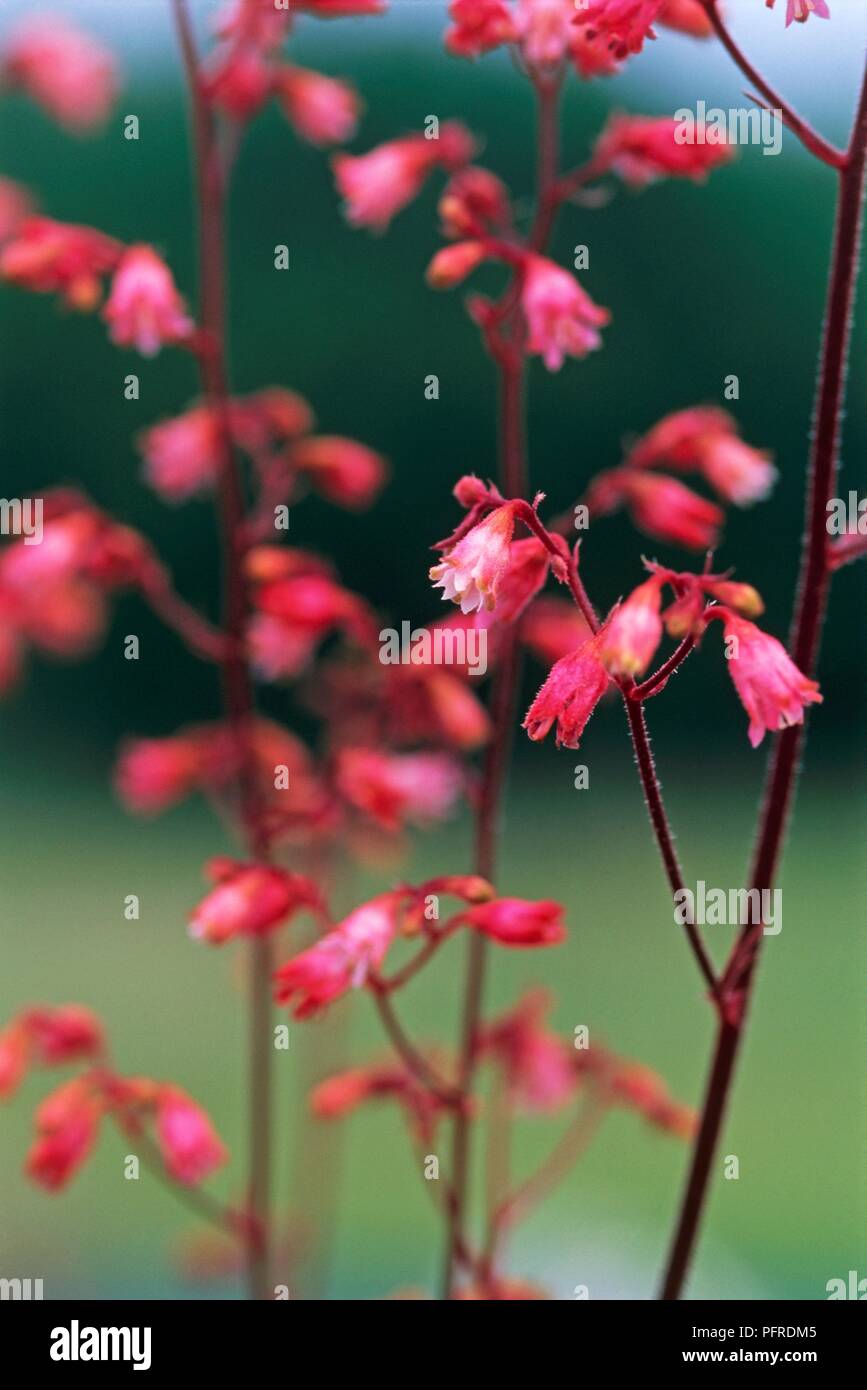 Heuchera 'Cascade Dawn', red flowers, close-up Stock Photo